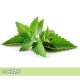 Peppermint-歐薄荷 Peppermint-歐薄荷